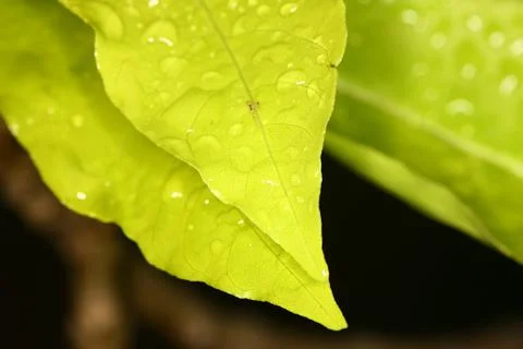Selective focus of rain on tip of fresh green plant on dark background Stock Photos