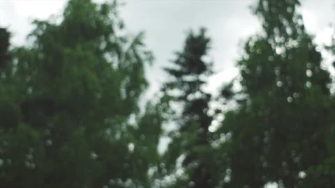 Selective focus of raining shower in summer forest, close-up of rainfall Stock Footage 279307810