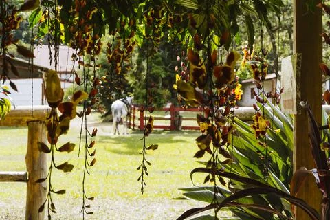 Selective focus of ranch or farm with blurry view of horse on the fenced gras Stock Photos