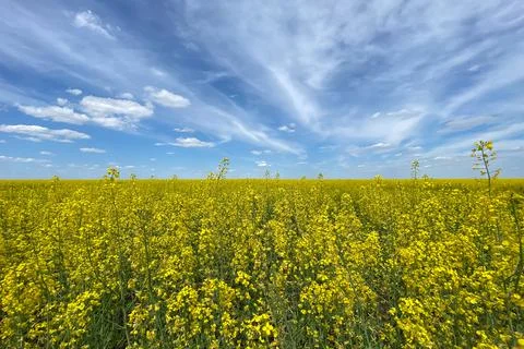 Selective focus,a rapeseed field against a blue sky showing the flag of Ukraine Stock Photos