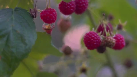 Selective focus.  Raspberry berries in the garden close-up. Stock Footage 147331808