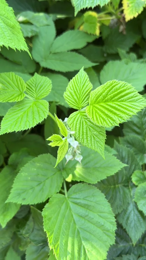 Selective focus raspberry plant with developing flower buds Stock Footage 335589091
