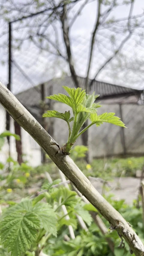 Selective focus raspberry sprout in springtime agricultural setting Stock Footage 334328250