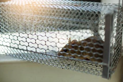 Selective focus to rat eye in a cage at home or office. Stock Photos