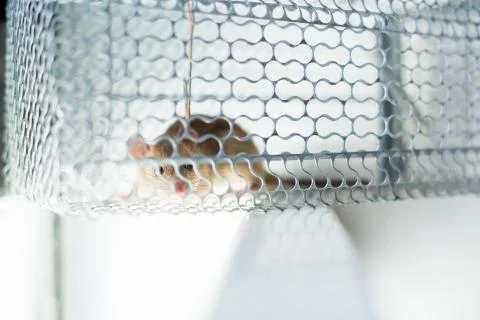 Selective focus to rat eye in a cage at home or office. Stock Photos