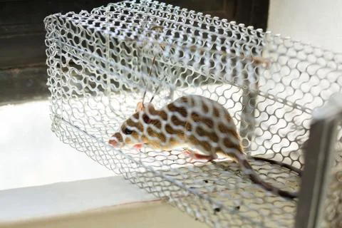 Selective focus to rat eye in a cage at home or office. Stock Photos