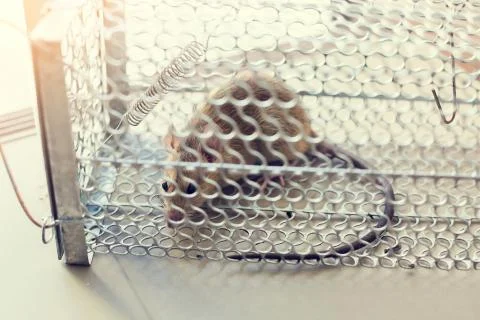 Selective focus to rat eye in a cage at home or office. Stock Photos