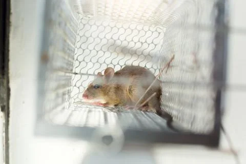 Selective focus to rat eye in a cage at home or office. Stock Photos