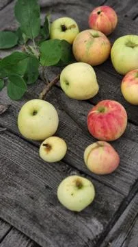 Selective focus. Red and yellow Ripe apples on a background of old gray board Stock Photos