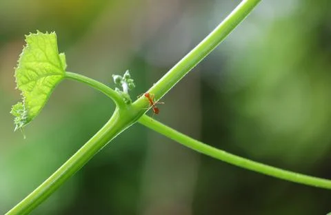 Selective focus red ant alone holding on vine tree beautiful in nature Stock Photos