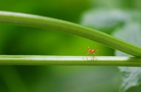 Selective focus Red ant alone holding on vine tree beautiful in nature Stock Photos