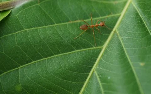 Selective focus at a red ant walking on a green leaf Stock Photos