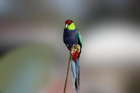 Selective focus of a Red Capped Parrot perched on a stick Stock Photos