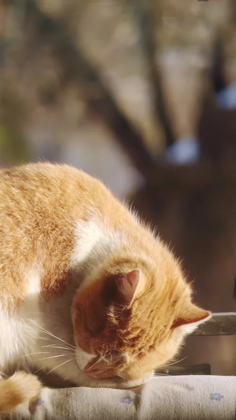 Selective focus, Red cat licks its paw, close-up on blurred background. Stock Footage 244118610
