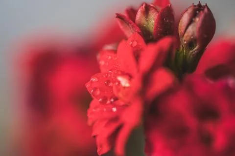 Selective focus red flower isolated with dew drops on soft background. Stock Photos