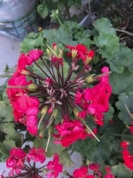 Selective Focus on a Red Flower With Leaf Background Stock Photos