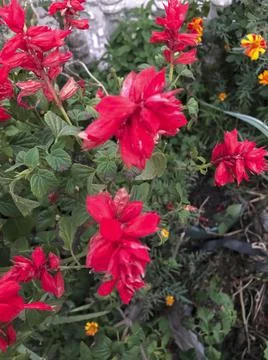 Selective Focus on a Red Flower Stock Photos