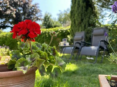 Selective focus on red flowers in the backyard, garden chairs on background Stock Photos