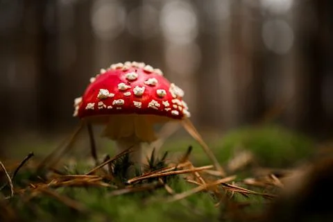 Selective focus on red fly agaric growing among green moss Foto stock