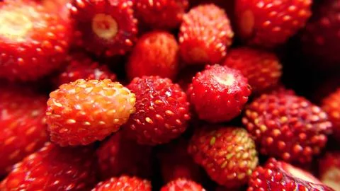 Selective focus of red forest strawberries close-up Stock Photos