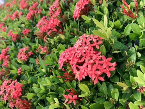 Selective focus red ixora cluster with soft floral background Stock Photos
