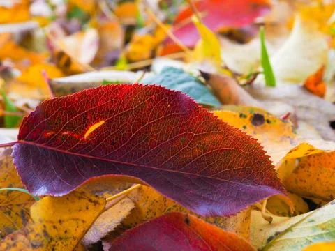 Selective focus on a red leaf of a pear tree lying among fallen yellow leaves Stock Photos