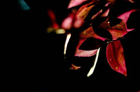 Selective focus on red leaves in the Fall Stock-Fotos