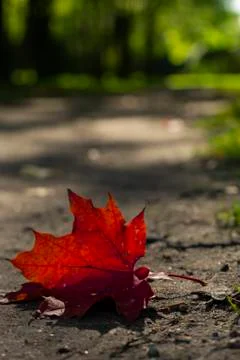 Selective focus. red maple leaf Foto stock