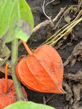 Selective focus of the red-orange ripe fruit of the Chinese lantern plant. Ph Stock Photos