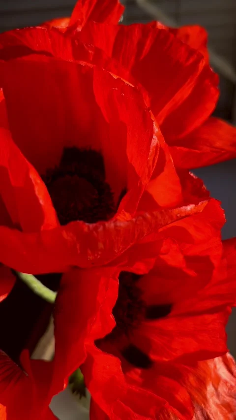 Selective focus red poppy flower detail with soft background Stock Footage 335589849