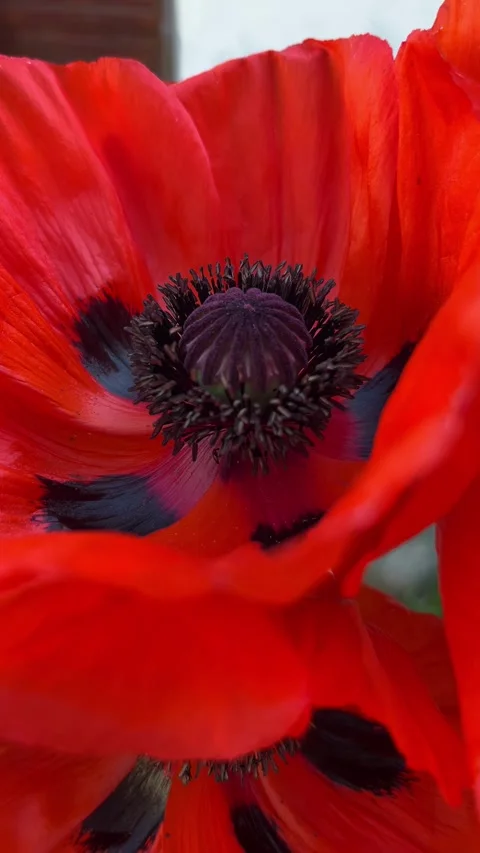 Selective focus red poppy stamen macro close-up Stock Footage 335589954