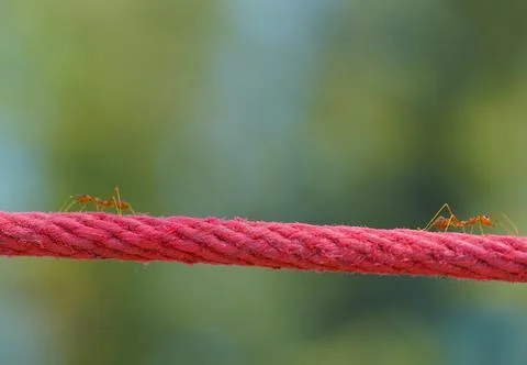 Selective focus on the red rope with small red ants walking on the line Stock-Fotos