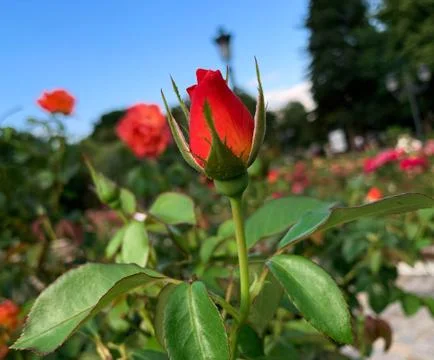 Selective focus of red rose bud in a garden full of roses Stock Photos