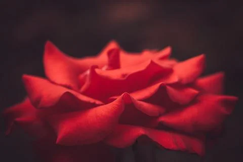 Selective focus red rose. Macro view of petals. Stock Photos