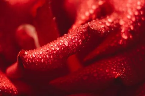 Selective focus red rose. Macro view of petals. Stock Photos