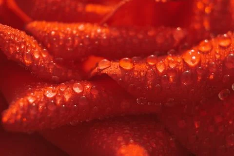 Selective focus red rose. Macro view of petals. Stock Photos