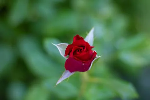 Selective focus of a red rose Foto stock