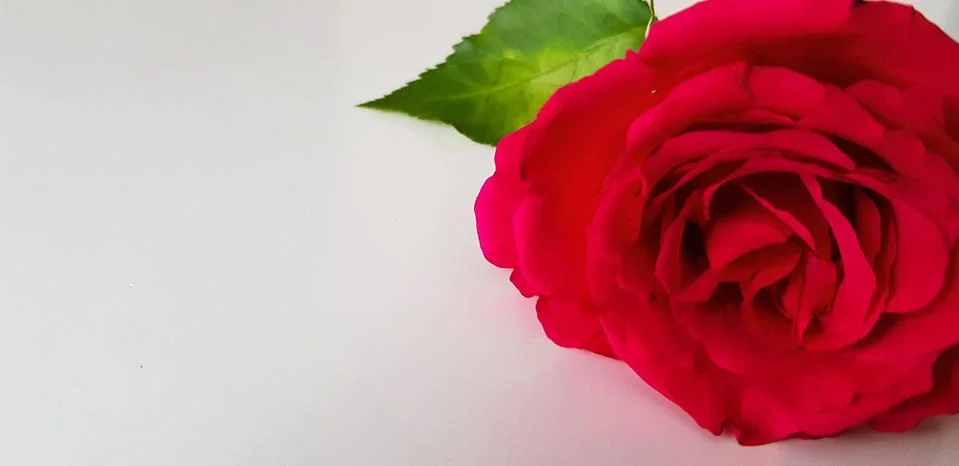 Selective focus, red roses macro Stock Photos