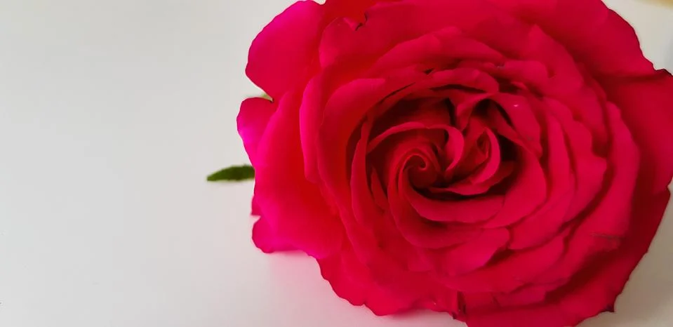 Selective focus, red roses macro Stock Photos