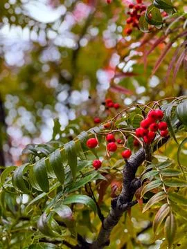 Selective focus red rowan berries and autumn foliage Stock Photos
