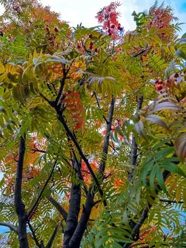 Selective focus red rowan berries and autumn foliage Stock Photos