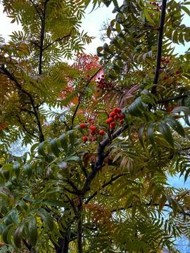 Selective focus red rowan berries and autumn foliage Stock Photos