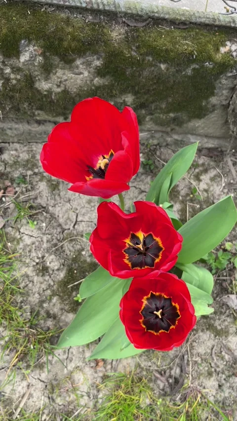 Selective focus red tulips in natural sunlight Stock Footage 334328612