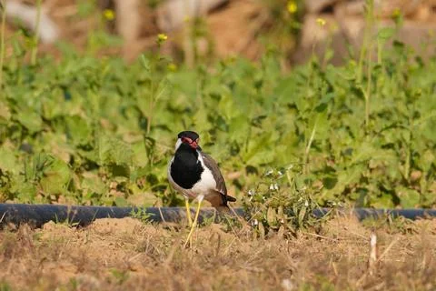 Selective focus on red wattled lapwing Stock Photos