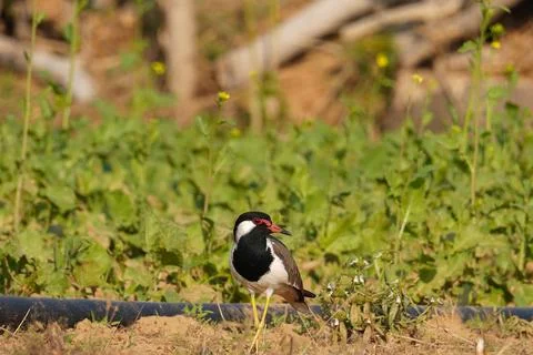 Selective focus on red wattled lapwing Stock Photos
