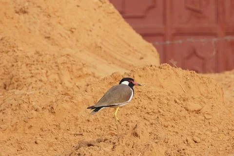 Selective focus on red wattled lapwing Foto stock