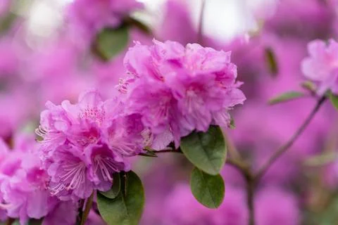 Selective focus on rhododendron 'PJ Mezitt' branch blooming with bright pink Stock Photos