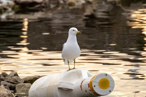 Selective focus of a ring-billed gull standing on the object near pond, water bl Stock Photos