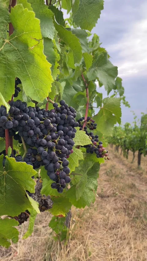 Selective focus ripe blue grape clusters across orderly vineyard rows Stock Footage 345148471
