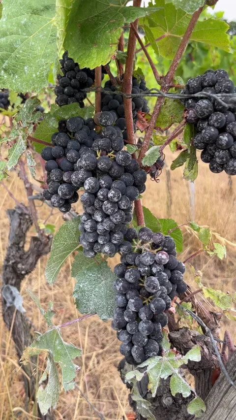 Selective focus ripe blue grape bunches ready for harvest in vineyard Stock Footage 345150925